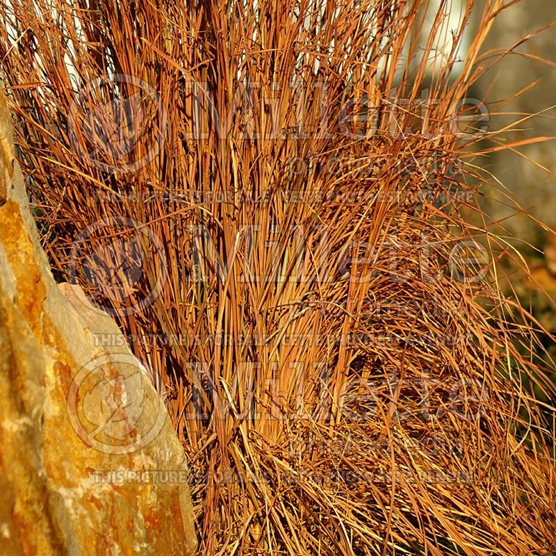 Schizachyrium ou Andropogon Blaze (Prairie Beard Grass) 2 