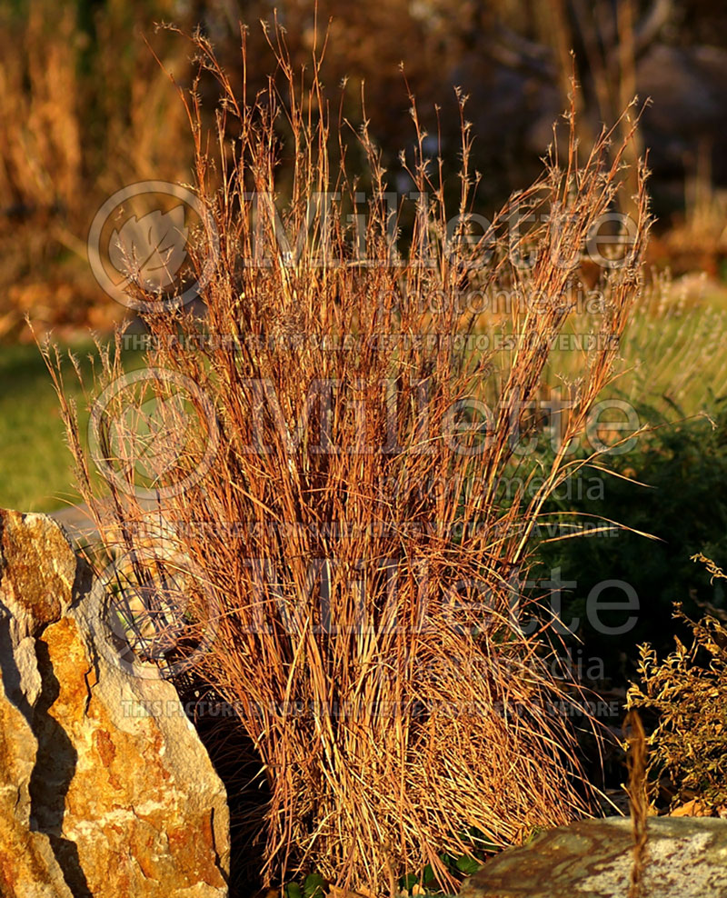 Schizachyrium aka Andropogon Blaze (Prairie Beard Grass) 3 