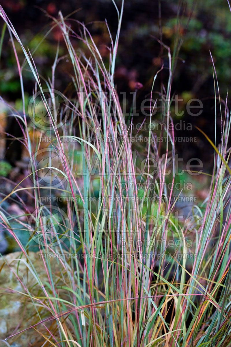 Schizachyrium scoparium ou Andropogon (Little Bluestem, Prairie Beard Grass)  1