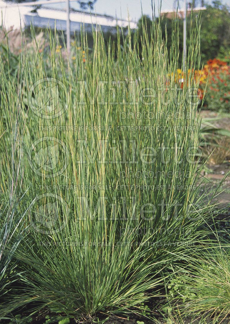 Schizachyrium scoparium ou Andropogon (Little Bluestem, Prairie Beard Grass) 2