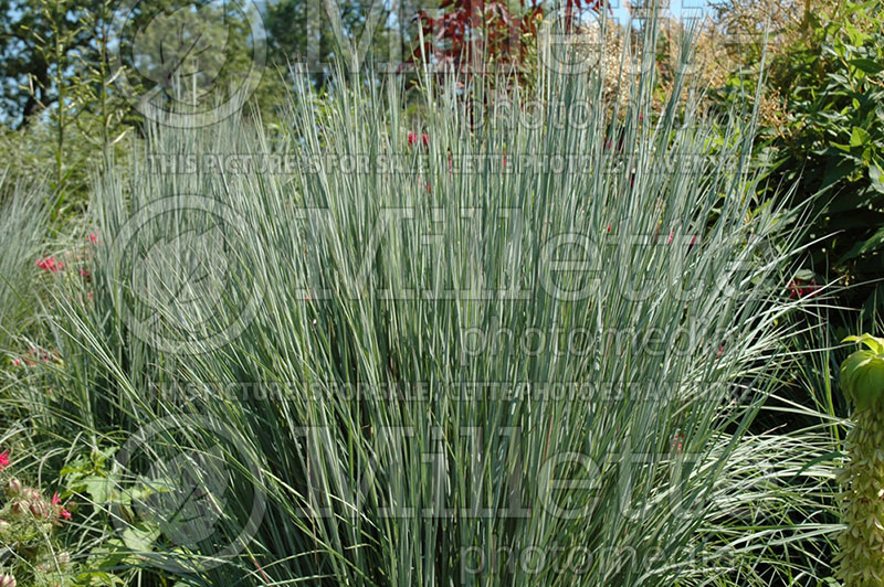 Schizachyrium The Blues (Prairie Beard Grass) 1 