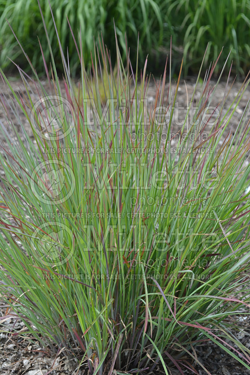 Schizachyrium Standing Ovation (Prairie Beard Grass) 1 