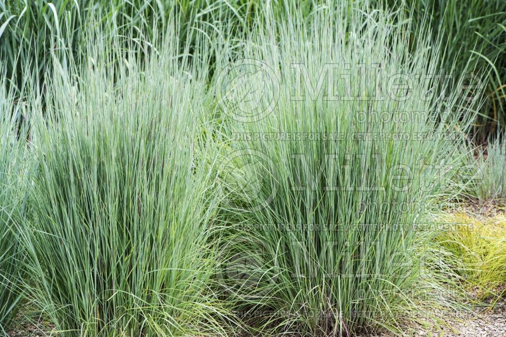 Schizachyrium The Blues (Prairie Beard Grass) 5 