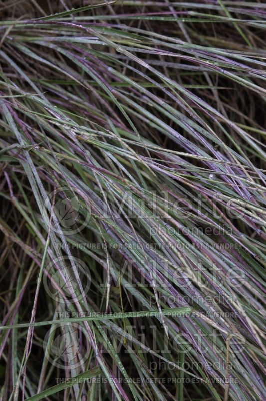 Schizachyrium The Blues (Prairie Beard Grass) 2 