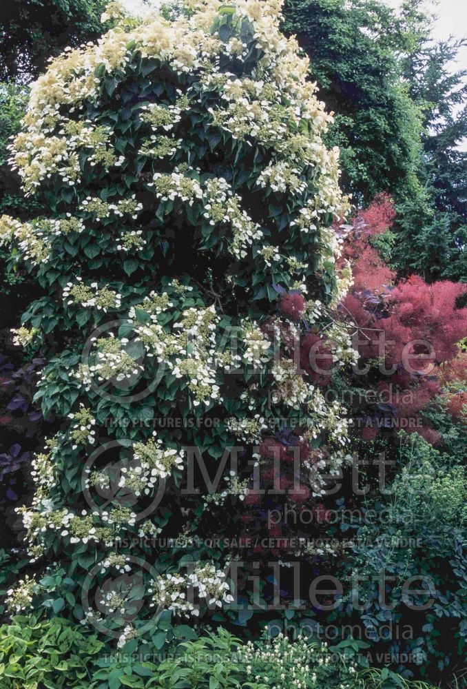 Schizophragma Moonlight (Climbing Hydrangea) 2 