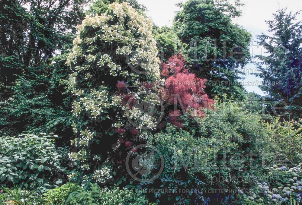 Schizophragma Moonlight (Climbing Hydrangea) 3 