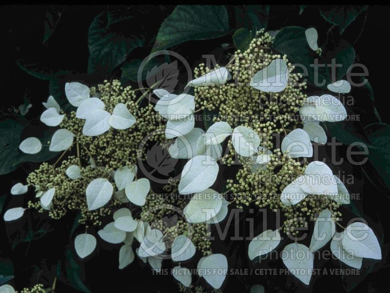 Schizophragma Moonlight (Climbing Hydrangea) 4 