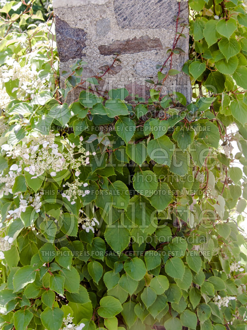 Schizophragma Rosea (Japanese hydrangea)  2