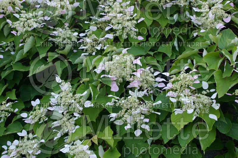 Schizophragma Rosea (Japanese hydrangea)  1