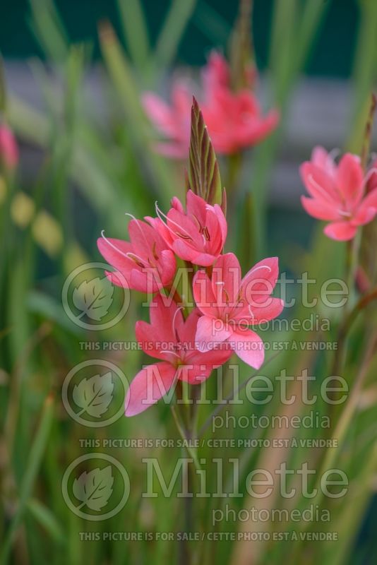 Schizostylis Pink Princess (Kaffir Lily) 1 