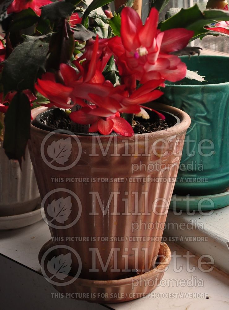 Schlumbergera bridgesii (Christmas Cactus) 1 