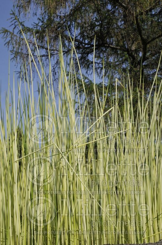 Schoenoplectus aka Scirpus Albescens (Rush) 1