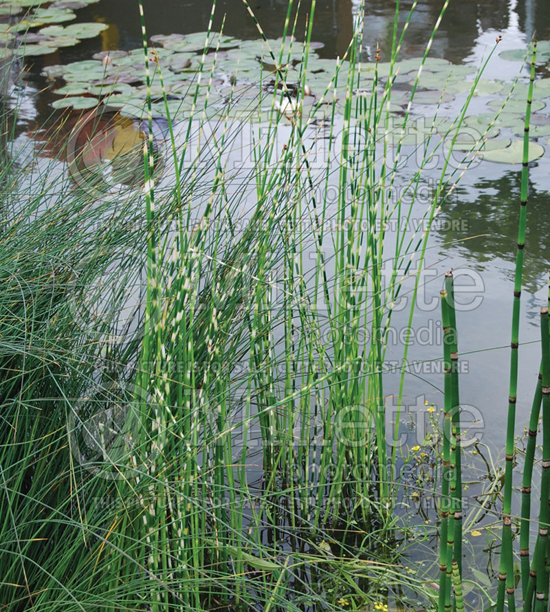 Schoenoplectus aka Scirpus Zebrinus (Scirpus Striped Club Rush) 2 