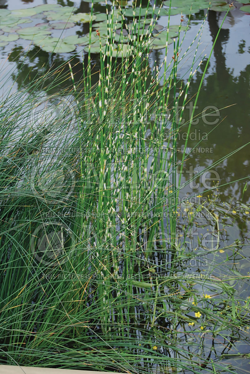 Schoenoplectus aka Scirpus Zebrinus (Scirpus Striped Club Rush) 3