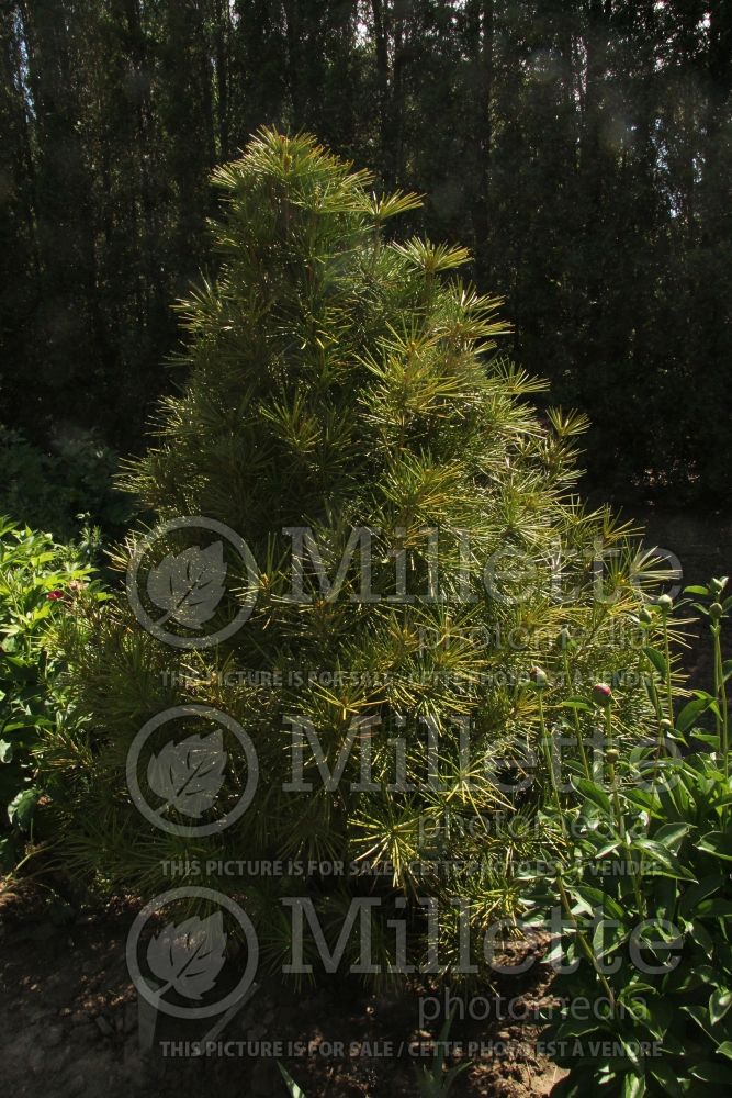 Sciadopitys Ossorio's Gold (Umbrella Pine conifer) 1
