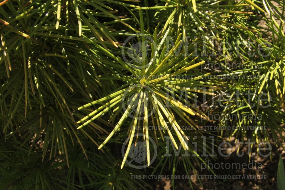 Sciadopitys Ossorio's Gold (Umbrella Pine conifer) 2