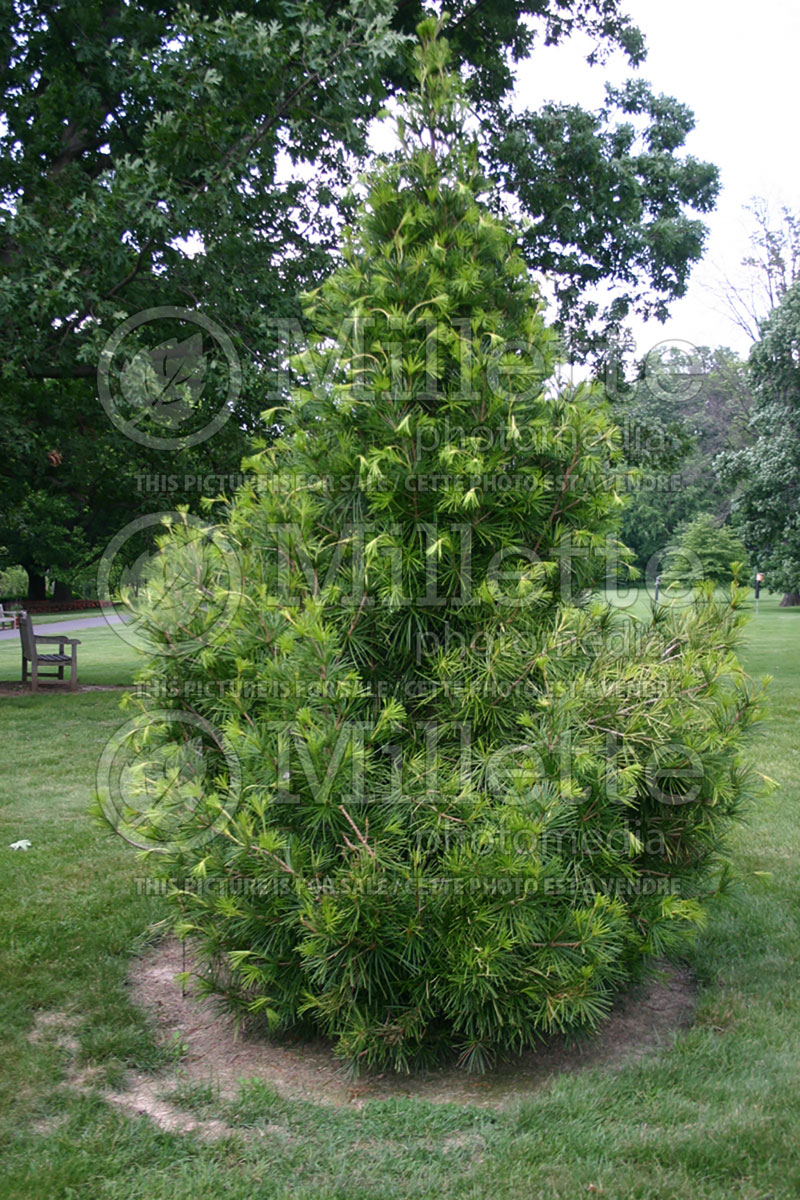 Sciadopitys verticillata (Umbrella Pine conifer) 1