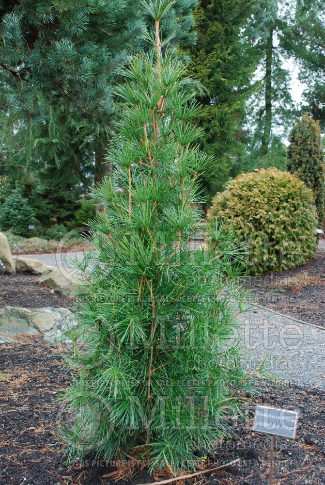 Sciadopitys verticillata (Umbrella Pine conifer) 9