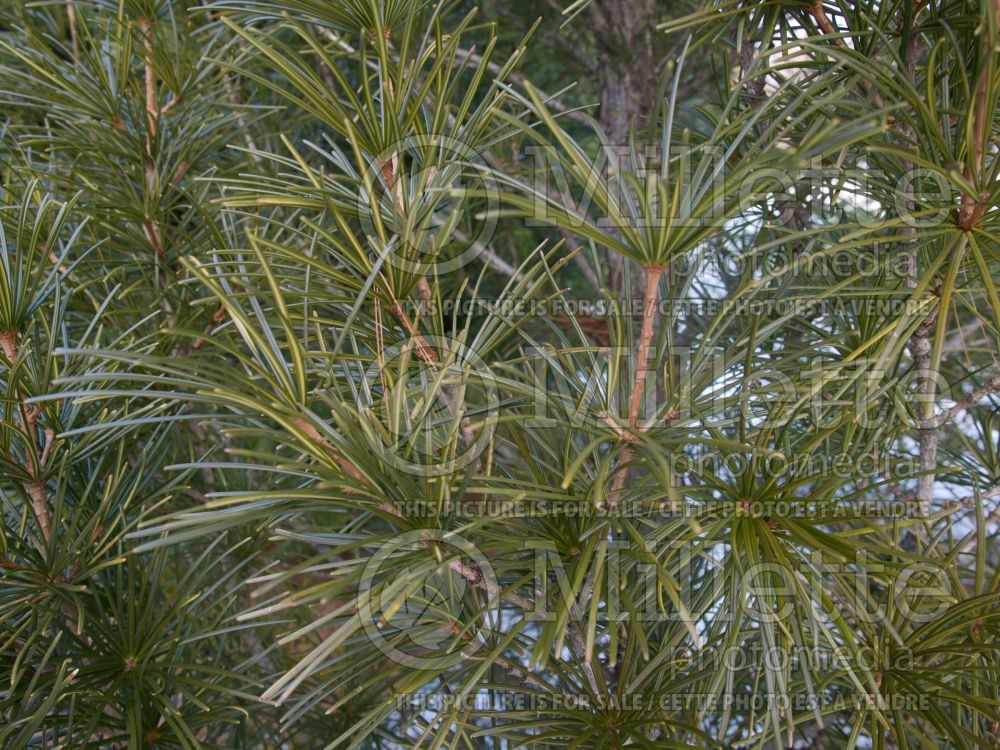 Sciadopitys Joe Kozey (Umbrella Pine conifer) 2