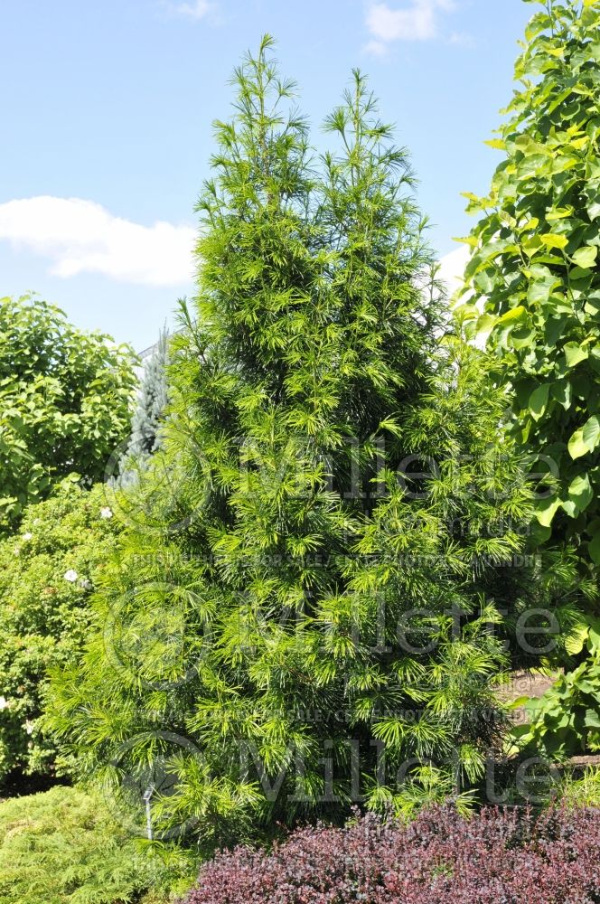 Sciadopitys verticillata (Umbrella Pine conifer) 6