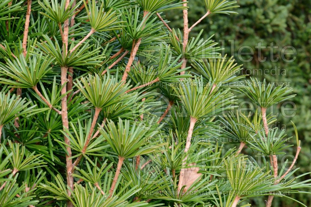 Sciadopitys Sternschnuppe (Conifer, Japanese umbrella pine)  1