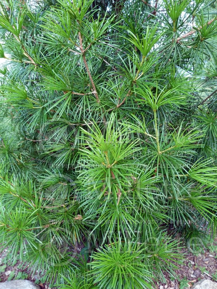 Sciadopitys Wintergreen (Umbrella Pine conifer) 2