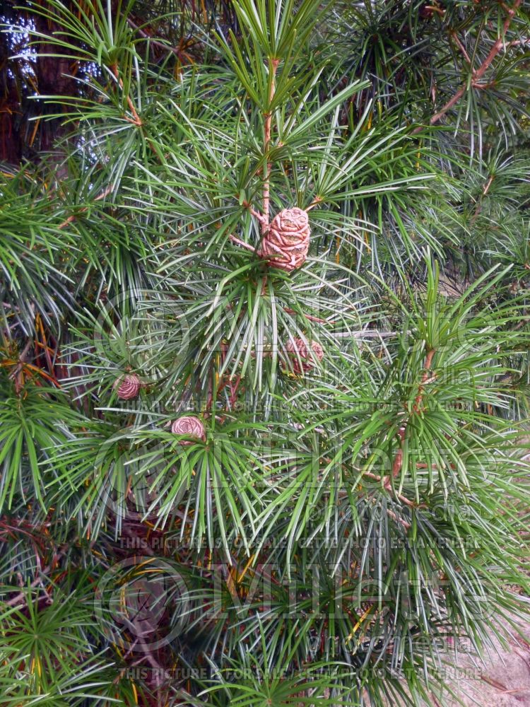 Sciadopitys Wintergreen (Umbrella Pine conifer) 3
