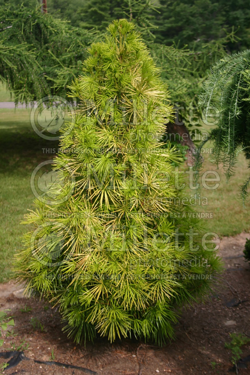 Sciadopitys Yellow Dream (Conifer, Japanese umbrella pine)  1