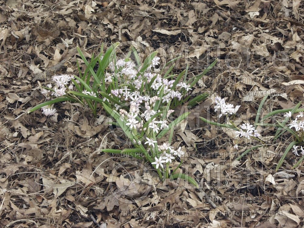 Scilla Rosea (Alpine Squill, Twin Leaf Squill, Two-leaved Squill, Wild Hyacinth) 2 