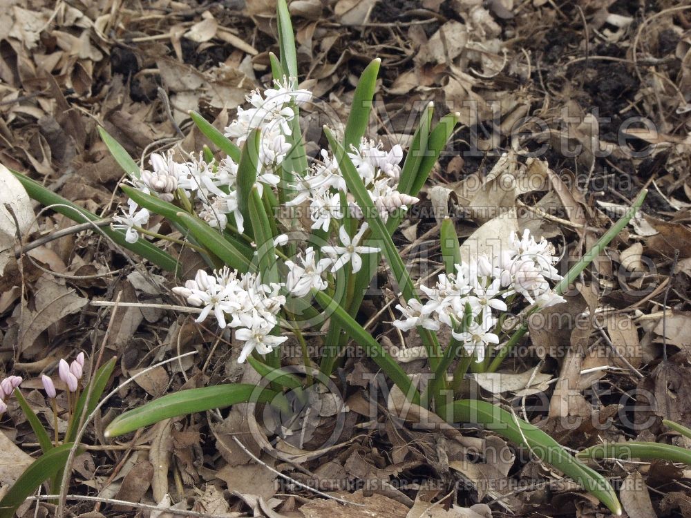 Scilla Rosea (Alpine Squill, Twin Leaf Squill, Two-leaved Squill, Wild Hyacinth) 3 