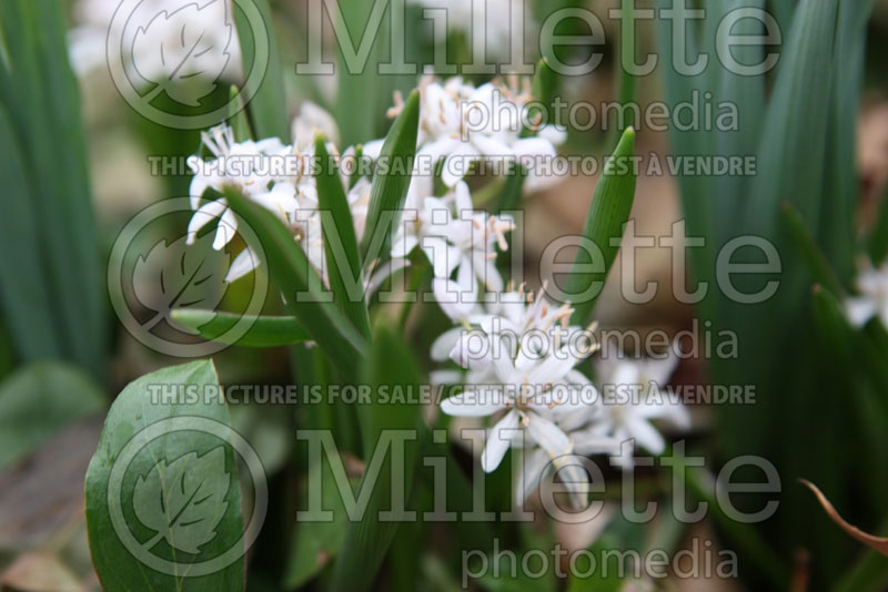 Scilla Rosea (Alpine Squill, Twin Leaf Squill, Two-leaved Squill, Wild Hyacinth) 1 