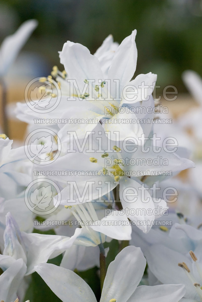 Scilla mischtschenkoana (Mishchenko squill, early squill, white squill) 1 