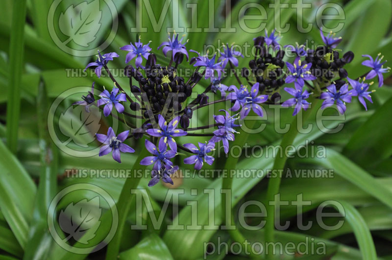 Scilla peruviana (Portuguese squill) 1 