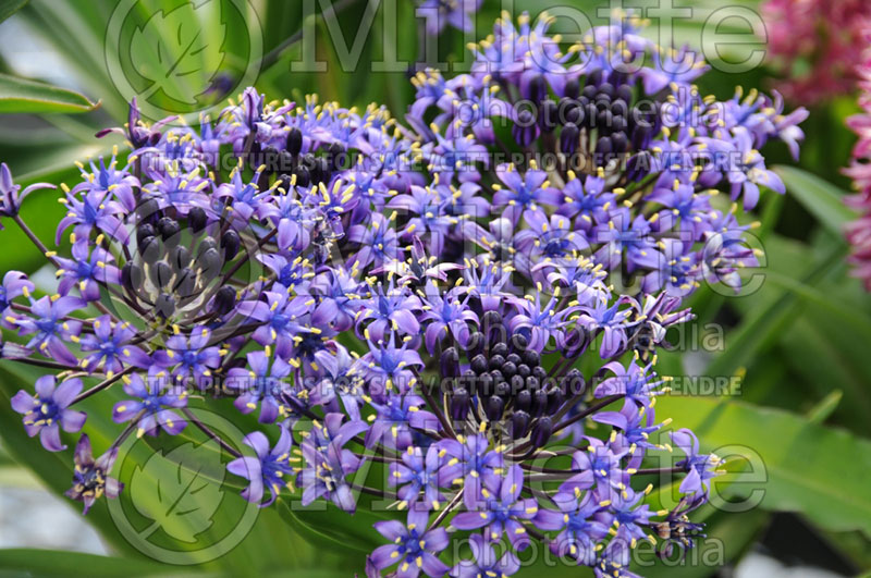 Scilla Caribbean Jewels Sapphire Blue (Portuguese squill) 1 