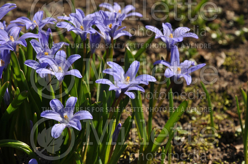 Scilla siberica (Siberian squill) 1 