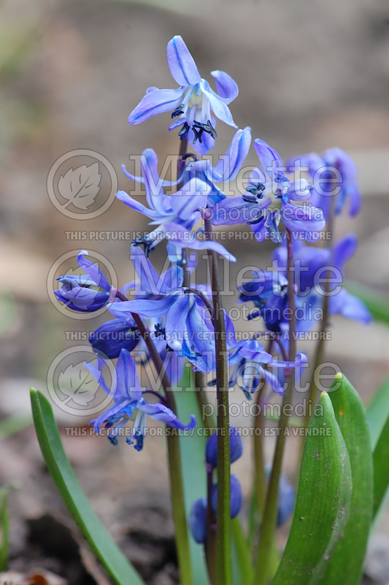 Scilla Spring Beauty (Siberian squill) 2 