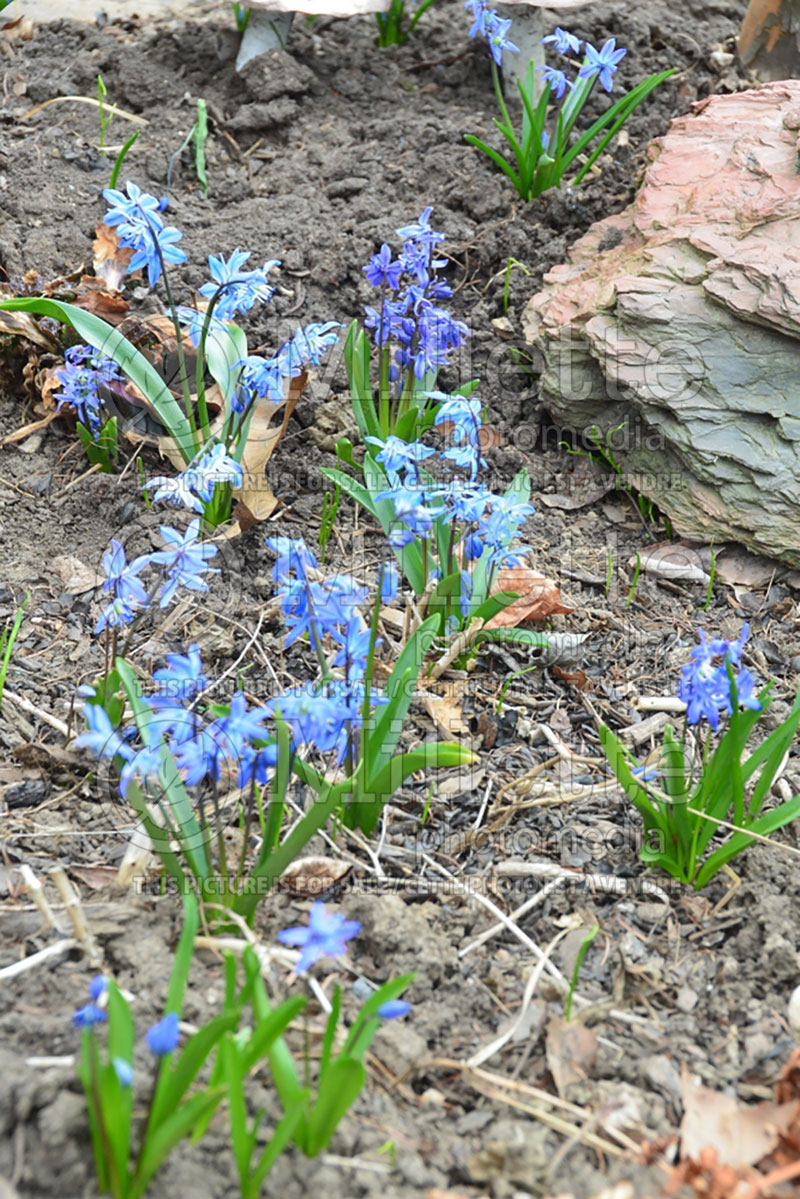 Scilla Spring Beauty (Siberian squill) 3 