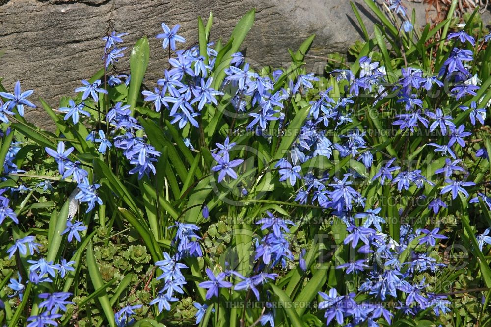 Scilla Spring Beauty (Siberian squill) 1 