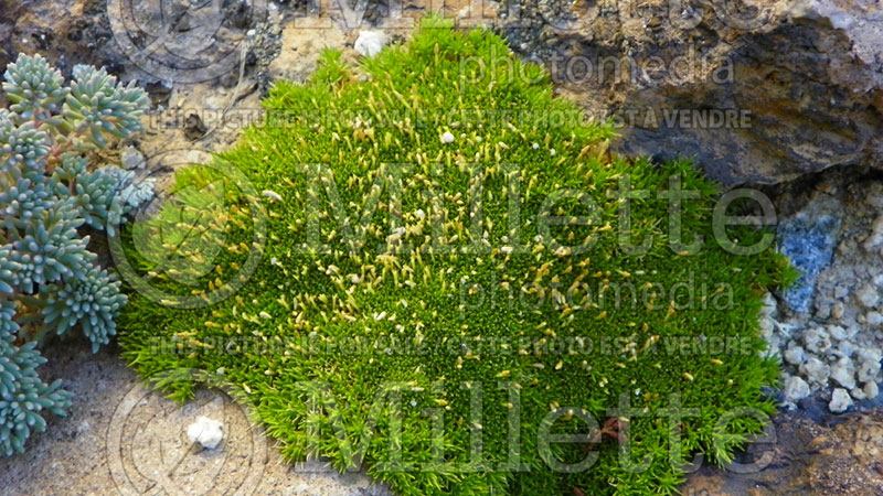 Scleranthus uniflorus (New Zealand Moss) 1 