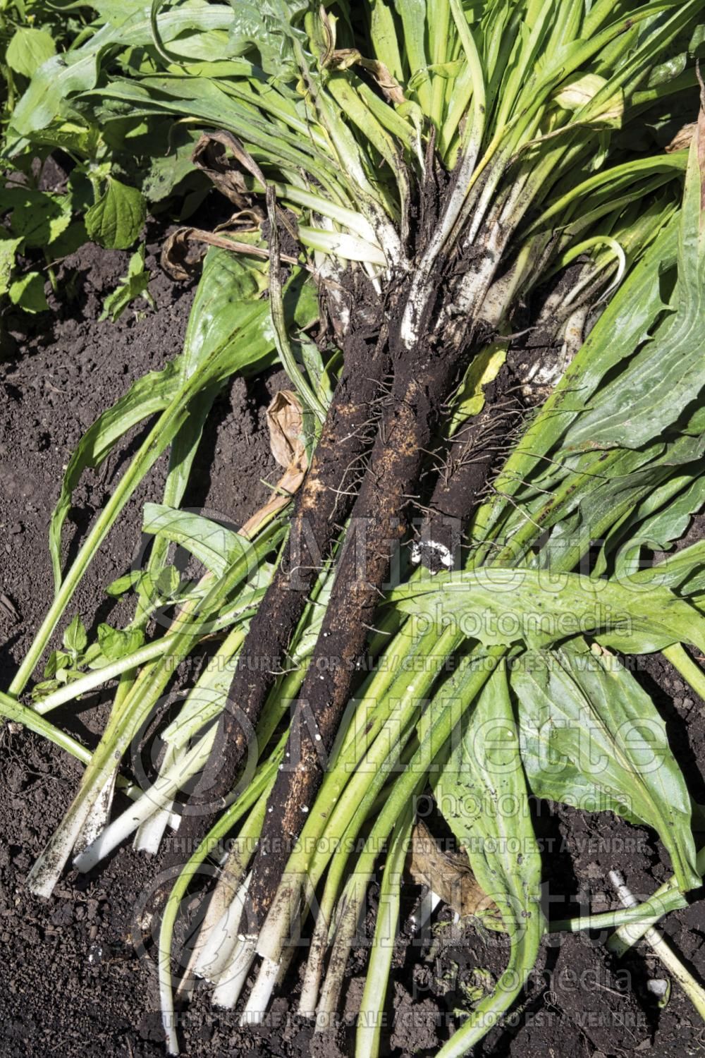Scorzonera hispanica (black salsify vegetable) 1