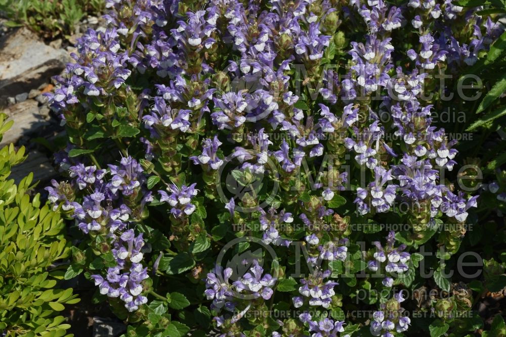 Scutellaria alpina (Alpine skullcap) 1 