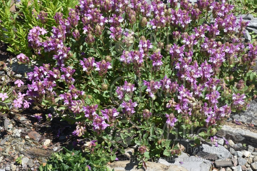 Scutellaria Arcobaleno (Skullcap) 2  