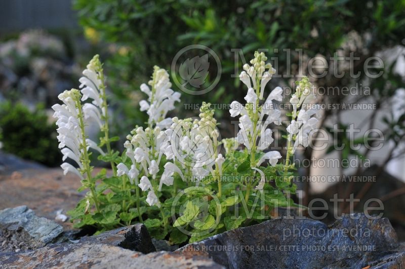 Scutellaria Alba (Alpine skullcap) 1 