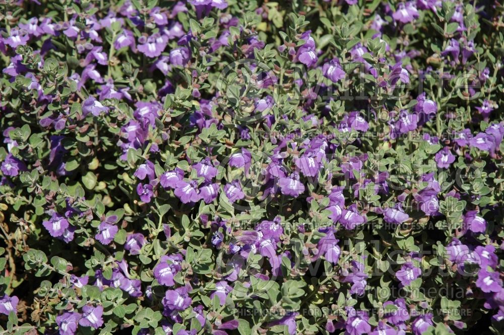 Scutellaria Smoky Hills (Resin-dot skullcap) 2