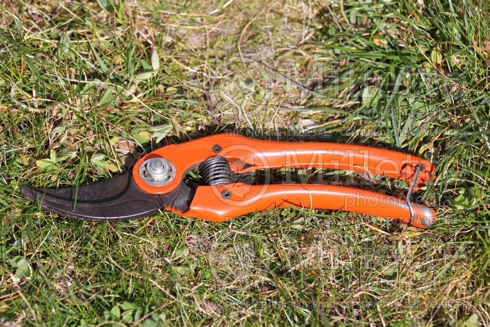 Pruning shears, also called hand pruners (Garden Tool) 4