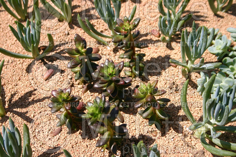 Sedeveria Jet Beads (Sedeveria Stonecrop) 1 