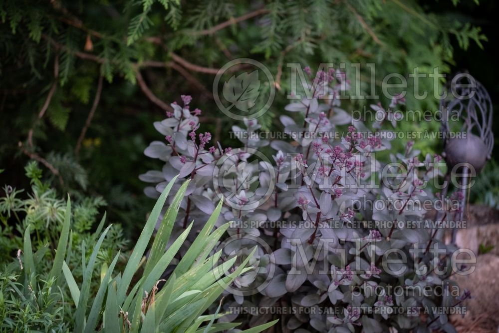 Sedum Desert Black (Stonecrop) 1 