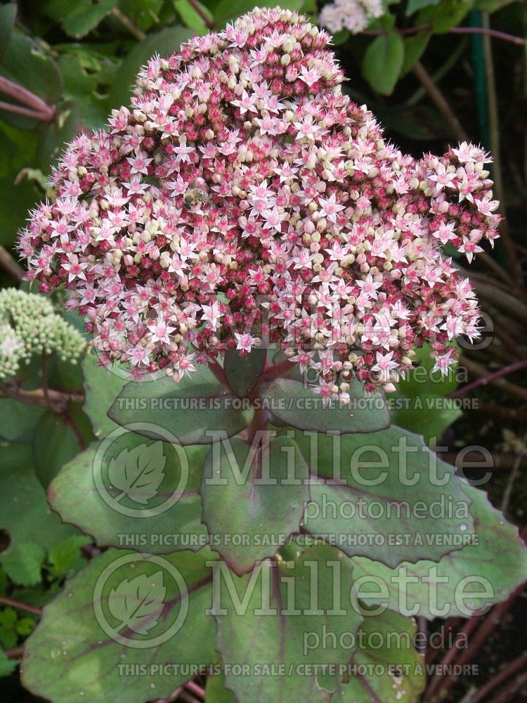 Sedum aka Hylotelephium Lidakense (Stonecrop) 13 