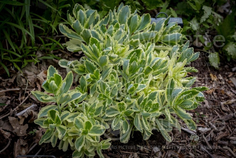 Sedum Frosted Fire (Stonecrop) 2 