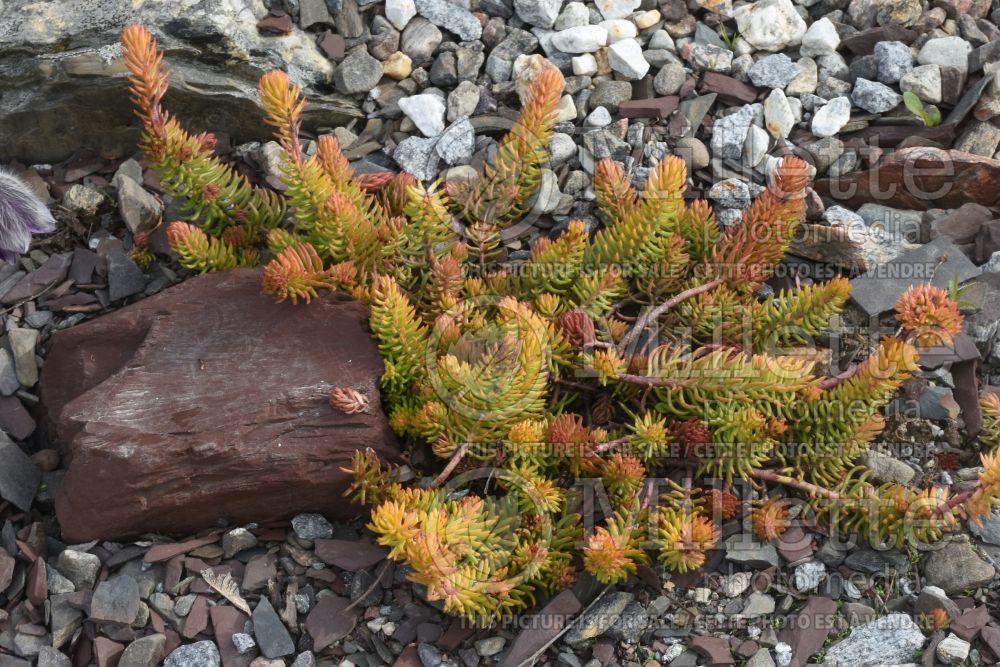 Sedum Angelina (Stonecrop) 9 